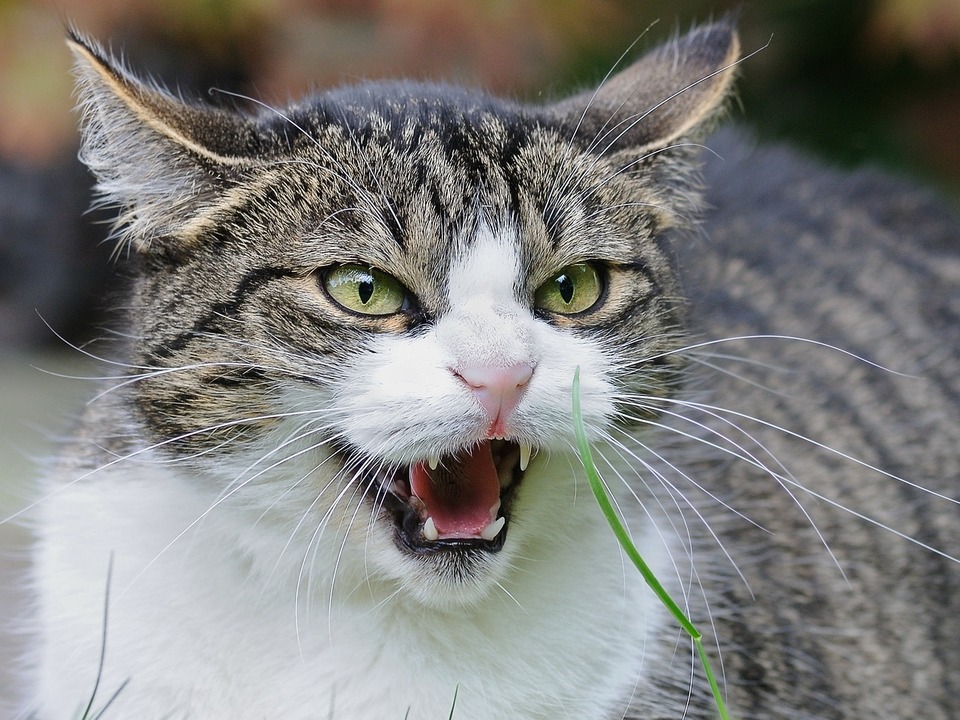 Eine verärgerte Katze hat nach hinten zeigende Ohren, schmale Pupillen und Zischen. Die Schwingungen sind nach vorne gerichtet.